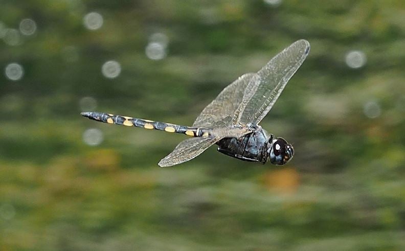 ‘Zygonix torridus’. Esta libélula es una rareza que solo se tiene localizada en las pedanías altas de Lorca.