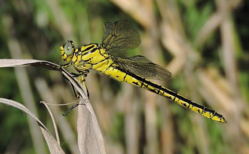 ‘Gomphus simillimus’. Su nombre común describe bien su aspecto y su distribución: libélula atigrada mediterránea.