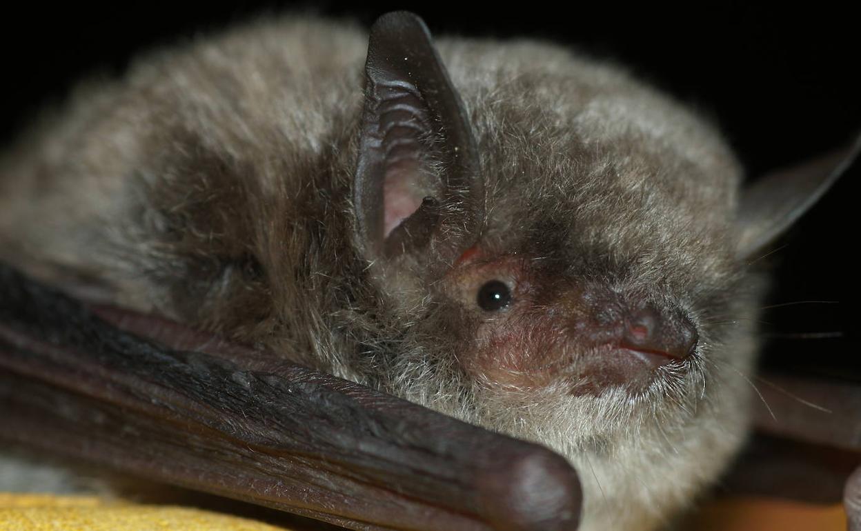 Murciélago ratonero patudo.