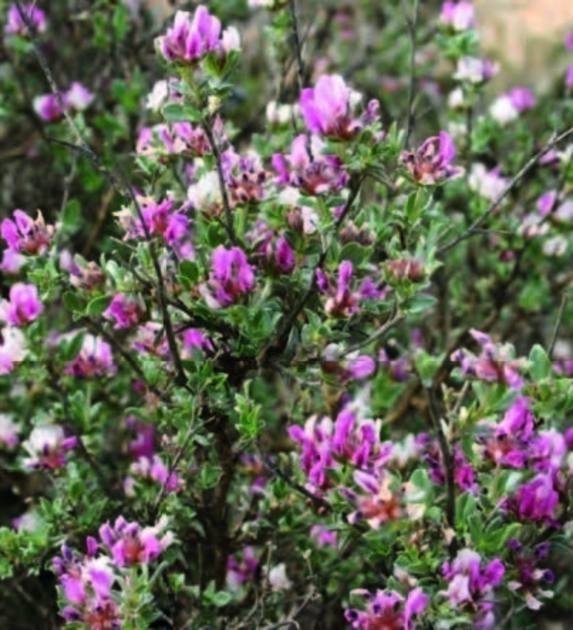 'Anthyllis lagascana' en flor.
