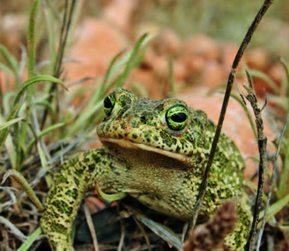 Sapo corredor ('Epidalea calamita').