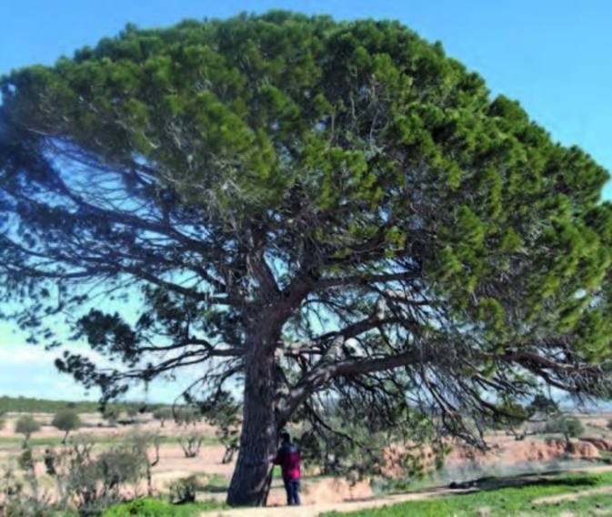 Pino piñonero centenario.