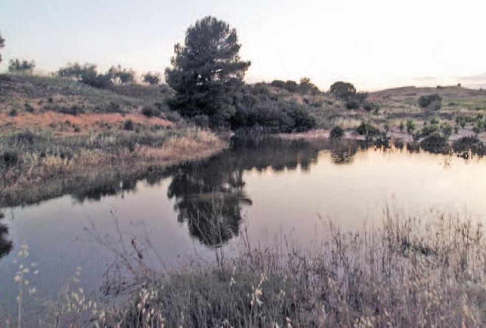 Zona húmeda situada en el paraje de los Charquillos. 