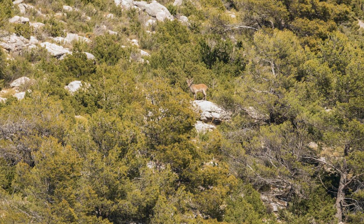 Macho joven de cabra montés, en una fotografía tomada el lunes pasado en El Bebedor. 