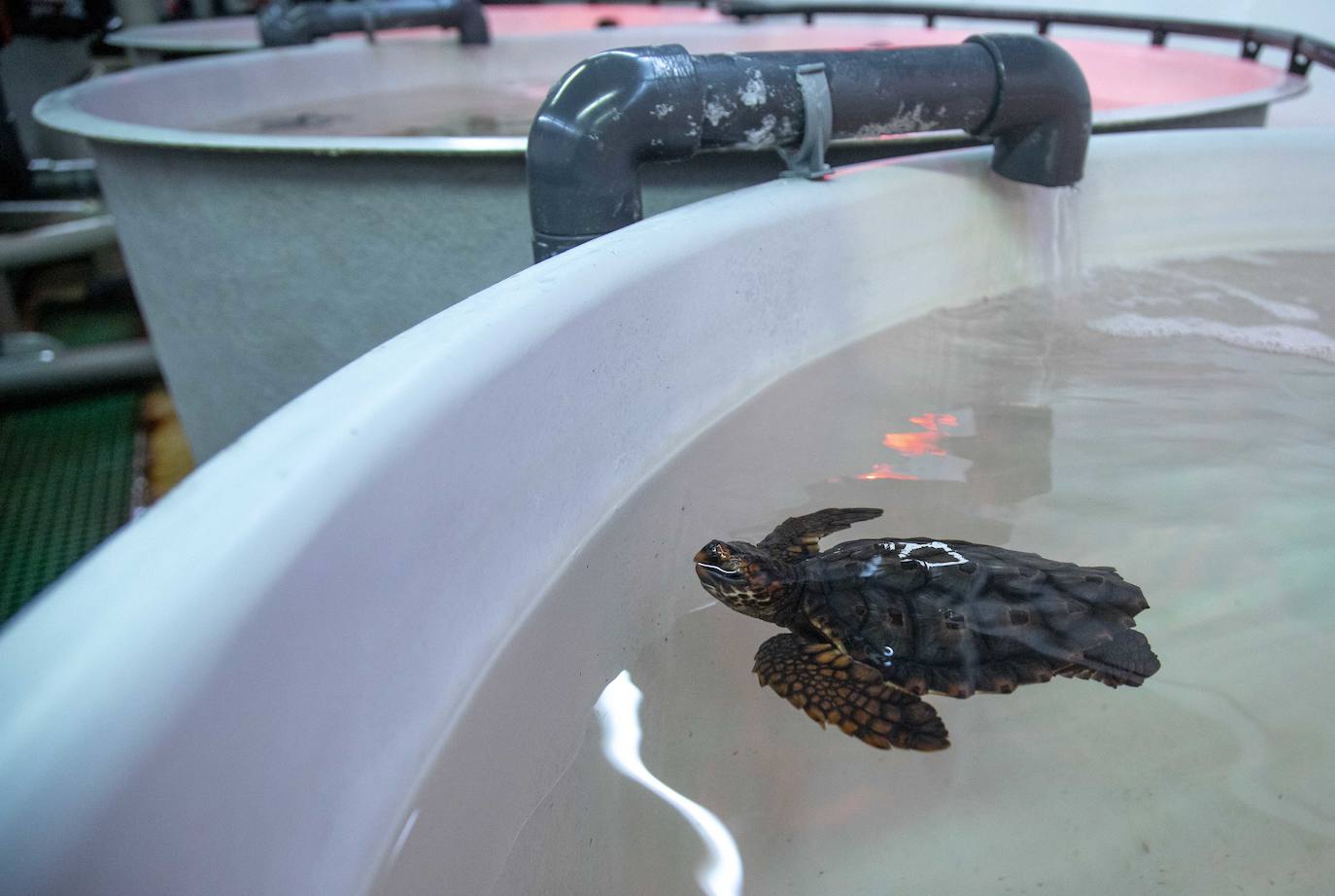 Las crías de 'Caretta caretta' nacidas en el parque regional el verano pasado cumplen seis meses «activas y cogiendo peso». Ya bucean y empiezan a tomar alimento sólido.