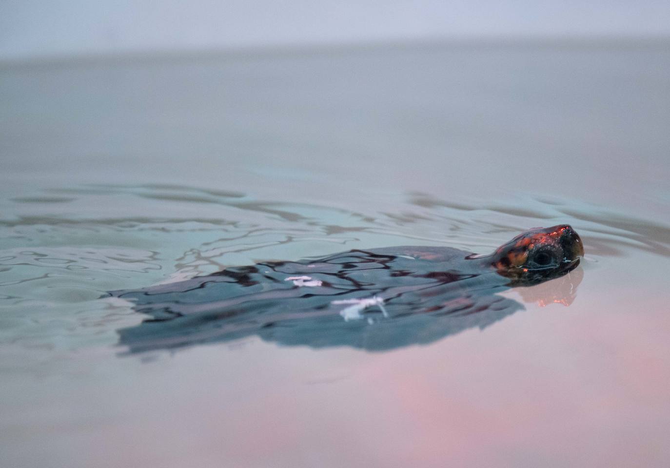 Las crías de 'Caretta caretta' nacidas en el parque regional el verano pasado cumplen seis meses «activas y cogiendo peso». Ya bucean y empiezan a tomar alimento sólido.