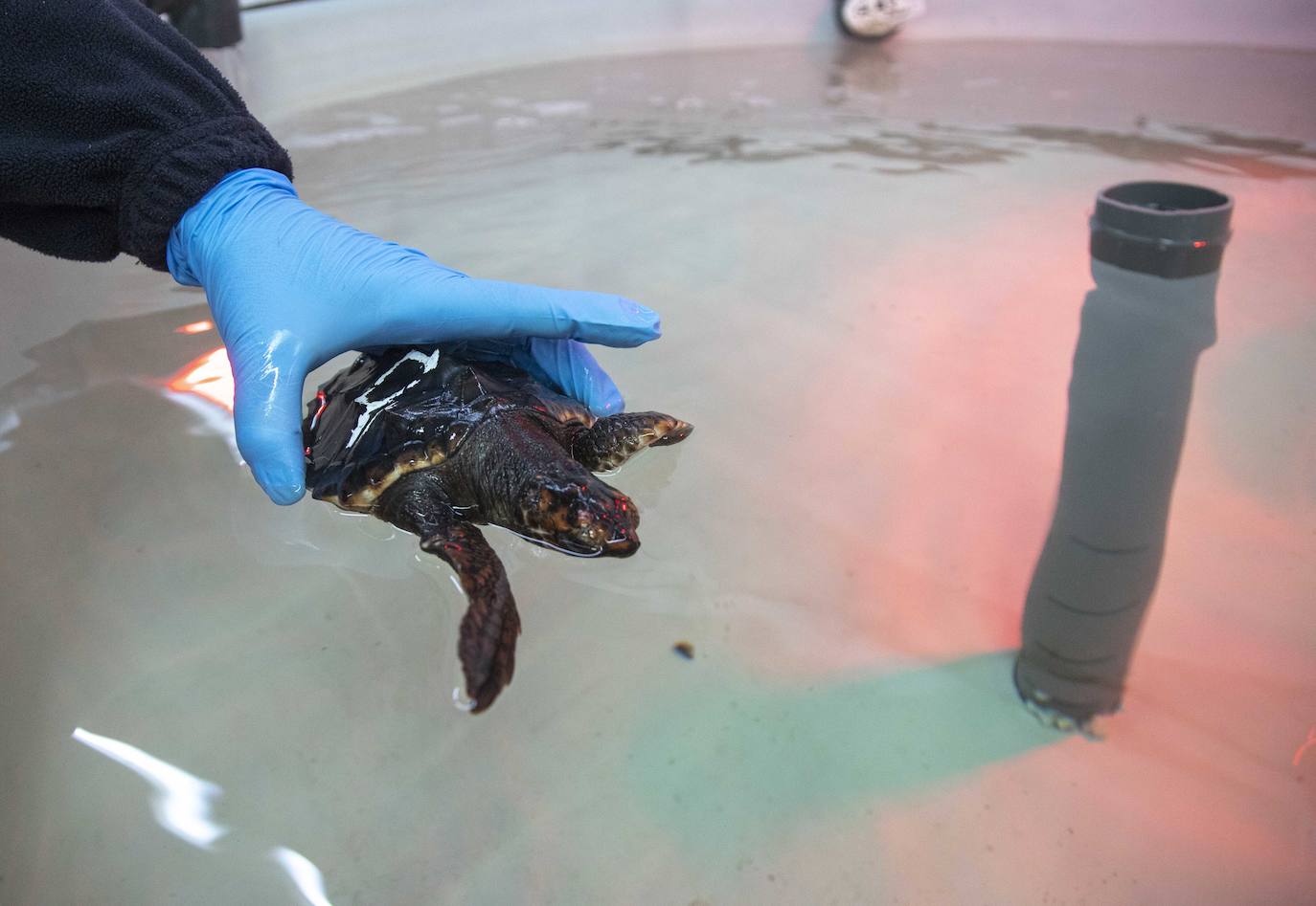 Las crías de 'Caretta caretta' nacidas en el parque regional el verano pasado cumplen seis meses «activas y cogiendo peso». Ya bucean y empiezan a tomar alimento sólido.