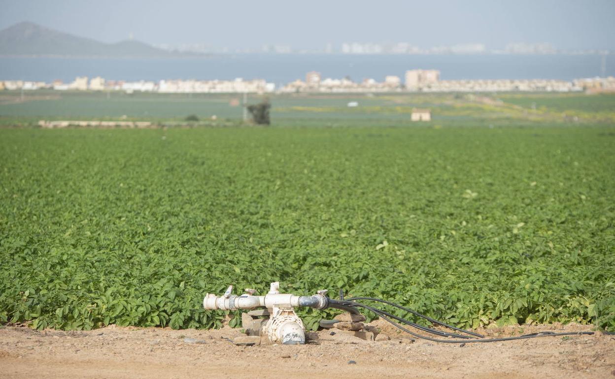 Cultivos en Los Nietos, en la cubeta sur del Mar Menor.