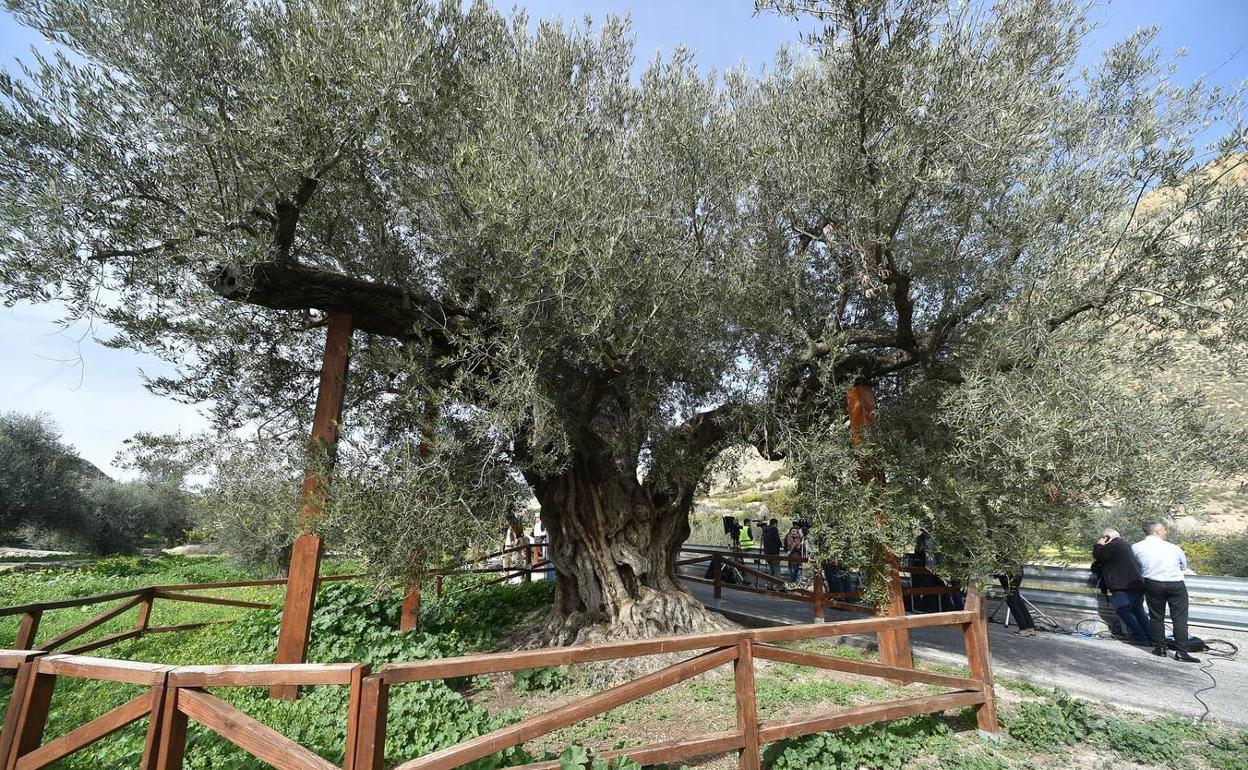 Imagen de archivo de la Olivera Gorda. 