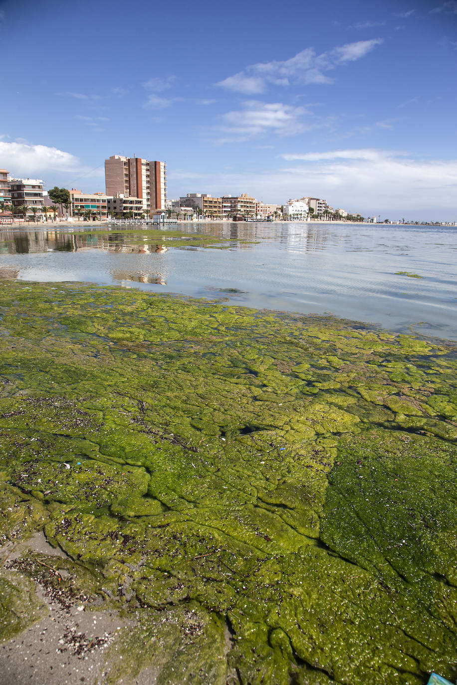 Fotos: El Mar Menor empeora: se dobla la clorofila y se triplica la turbidez