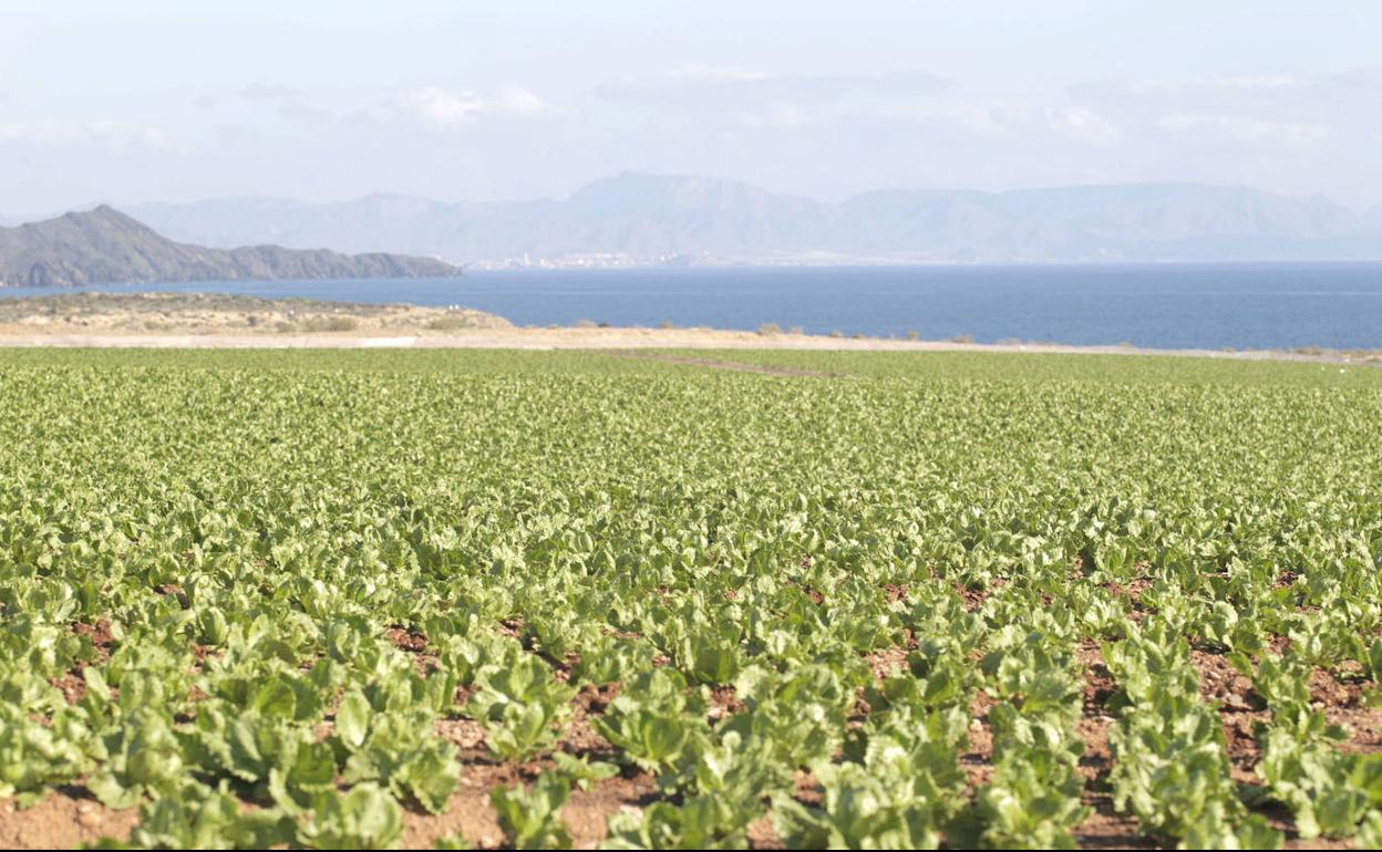 Lechugas plantadas en una finca agrícola de la Marina de Cope, en una fotografía de archivo.