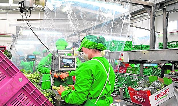 Trabajadoras de la empresa Campo de Lorca manipulan y envasan brócoli, separadas por cortinas de plástico. 