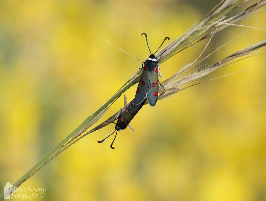 Fotos: Fauna y flora de Cabo Cope