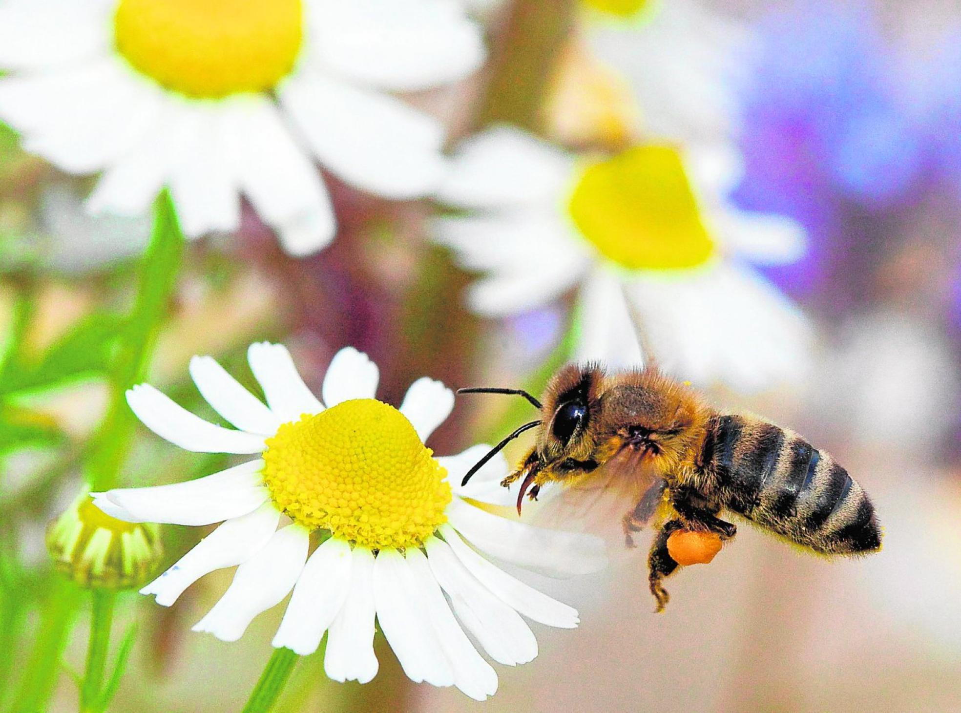 Una polinizadora libando una flor. 