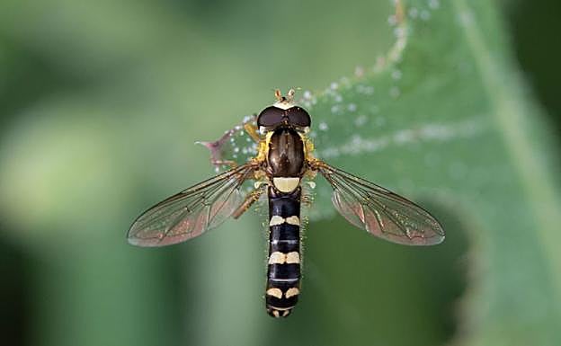 Polinizador del género 'Sphaerophoria' fotografiado en la Sierra de La Pila. 