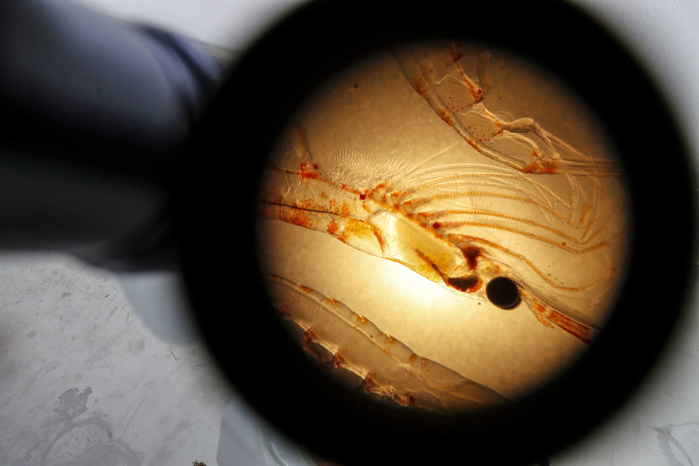 Fotos: Los secretos de la Antártida