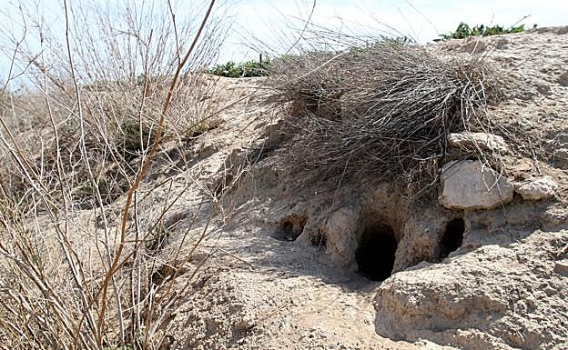 Madrigueras de conejos en el campo. 