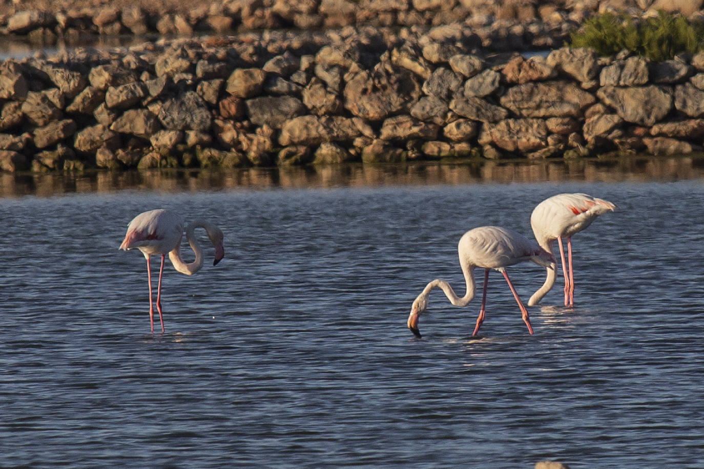 Las salinas situadas en la entrada de La Manga registran una inusual concentración de estas grandes aves acuáticas. 