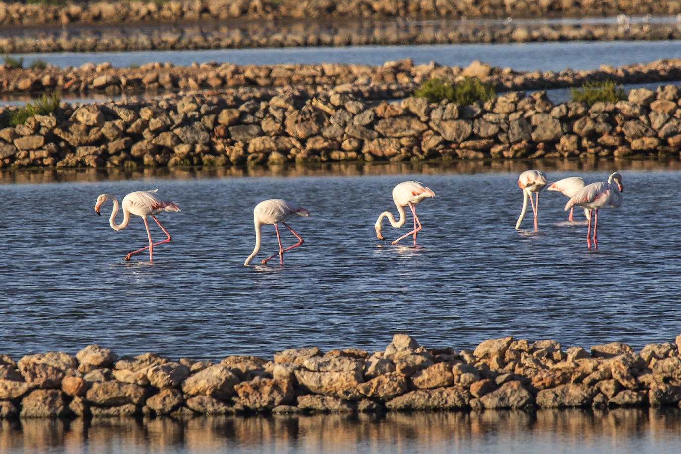 Las salinas situadas en la entrada de La Manga registran una inusual concentración de estas grandes aves acuáticas. 