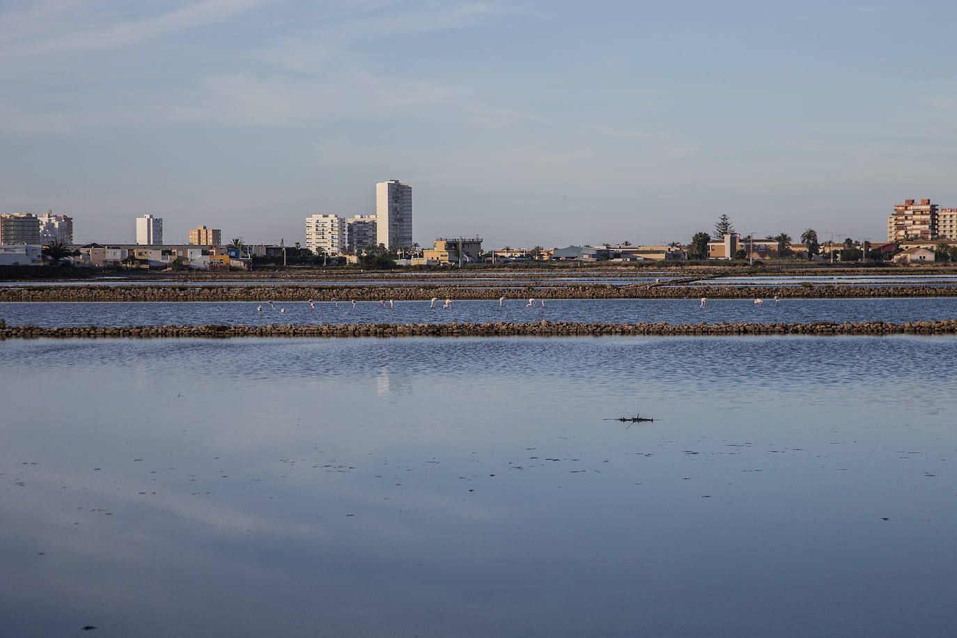 Las salinas situadas en la entrada de La Manga registran una inusual concentración de estas grandes aves acuáticas. 