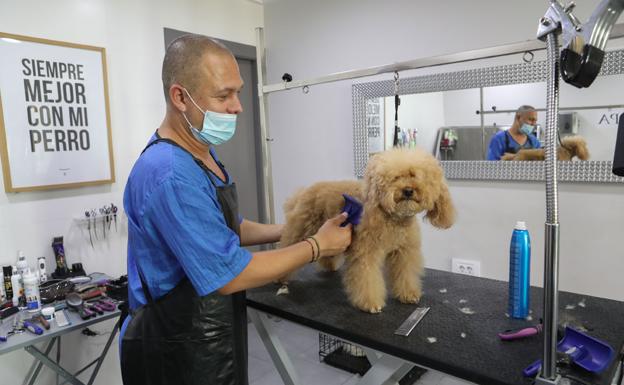 Jhonny Muñoz corta el pelo a un caniche, ayer.