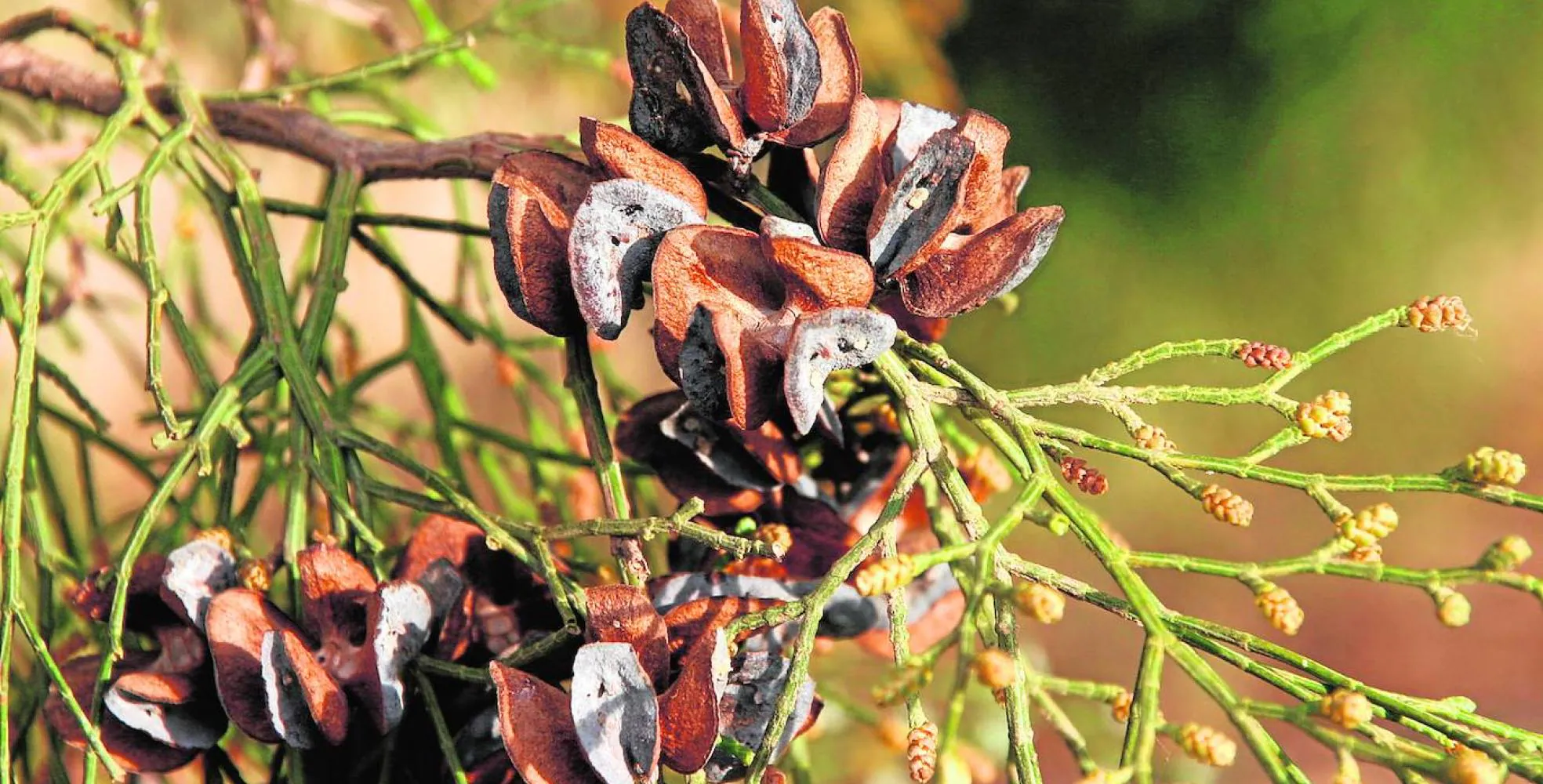 Detalle de piñas y hojas de 'Tetraclinis articulata'. 