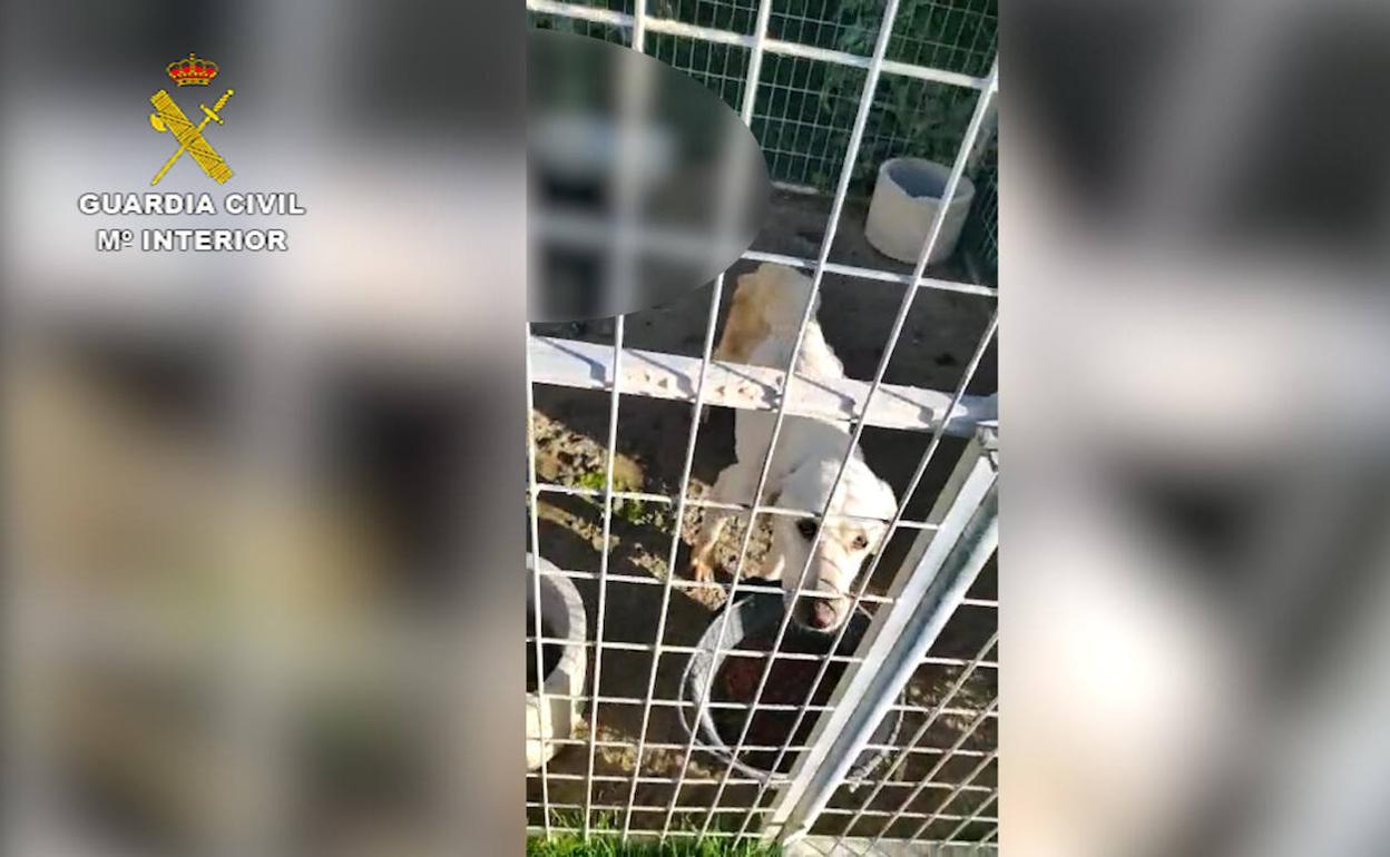 Uno de los perros en el criadero abandonado.