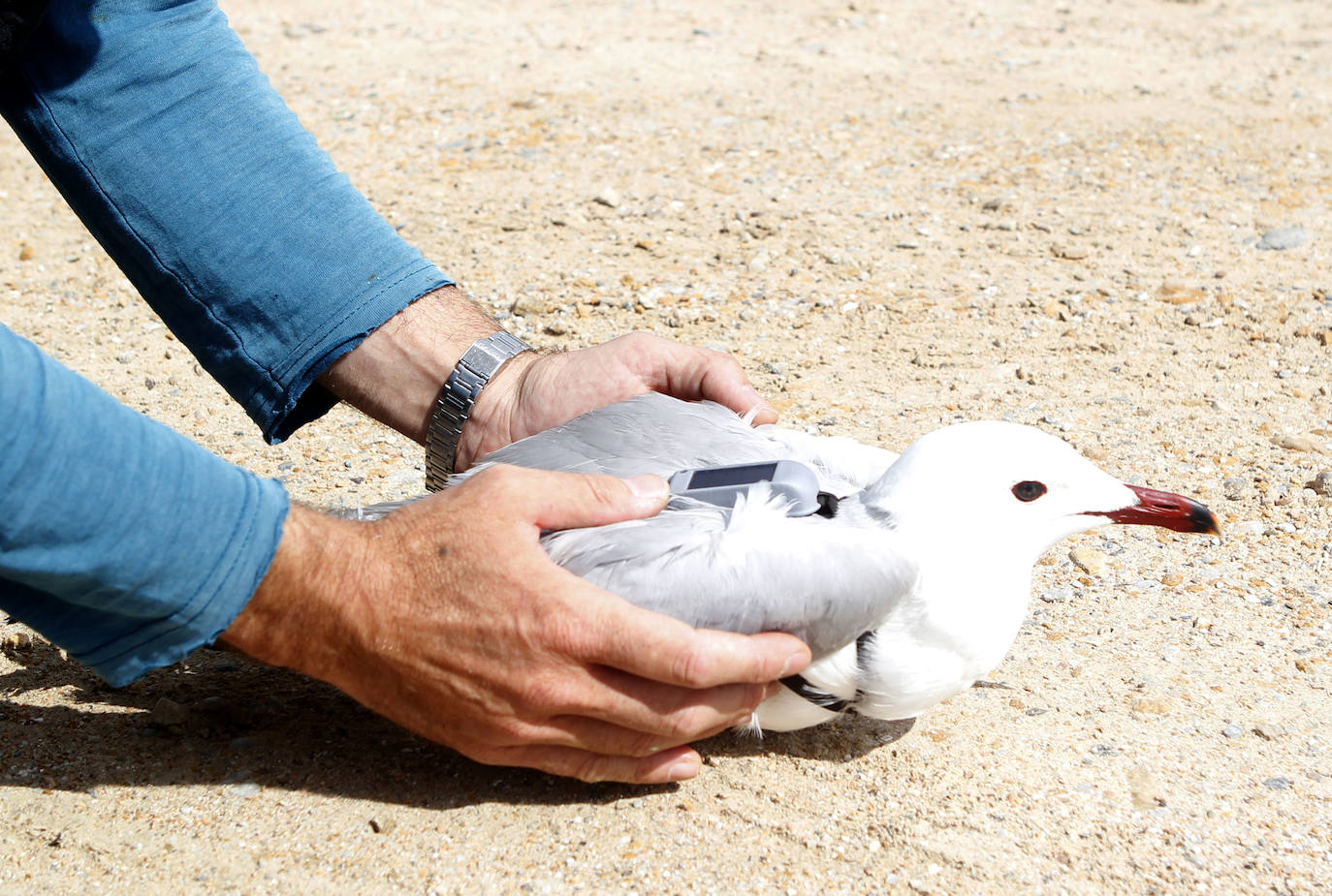 Fotos: La ruta gastronómica de las gaviotas