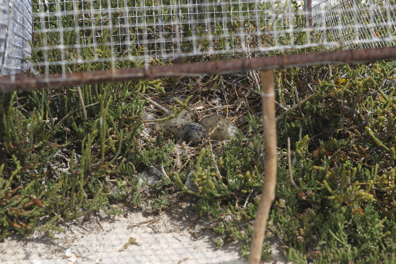 Fotos: La ruta gastronómica de las gaviotas