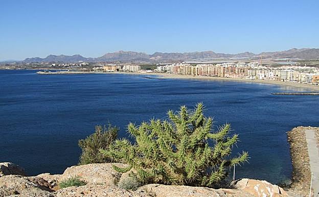 Especie exótica 'Austrocylindropuntia subulata', invasora en el Castillo de Águilas. 