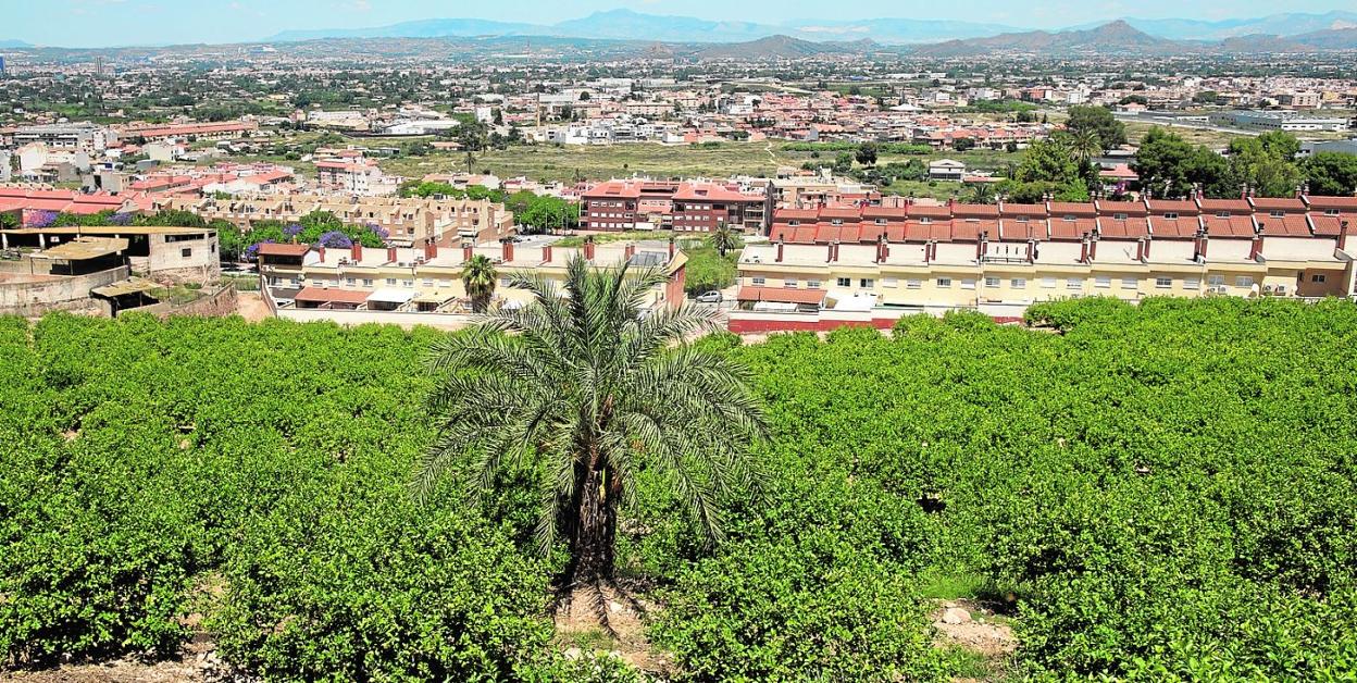 Una plantación de limoneros en las afueras de Murcia. La Región tiene el liderazgo europeo en la producción y comercialización. 