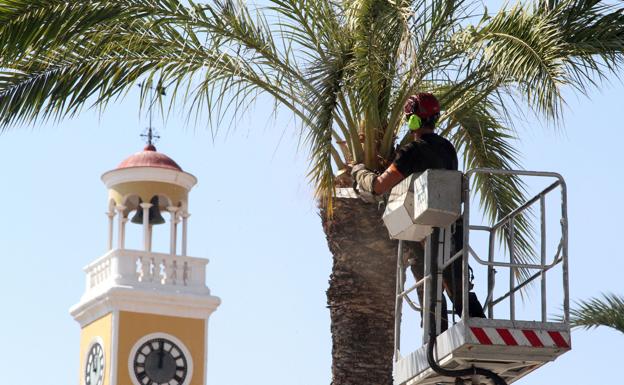 Fumigación y poda de palmeras en la calle Real de Cartagena. 