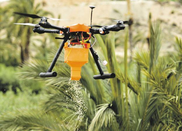 Dron para controlar la plaga de picudo rojo en Abanilla. 