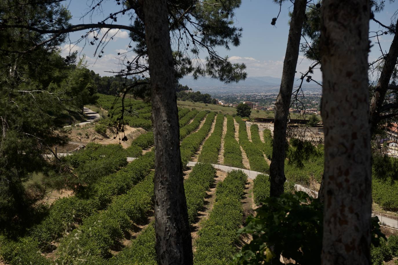 Fotos: El limón atraviesa otro &#039;ciclo dorado&#039;