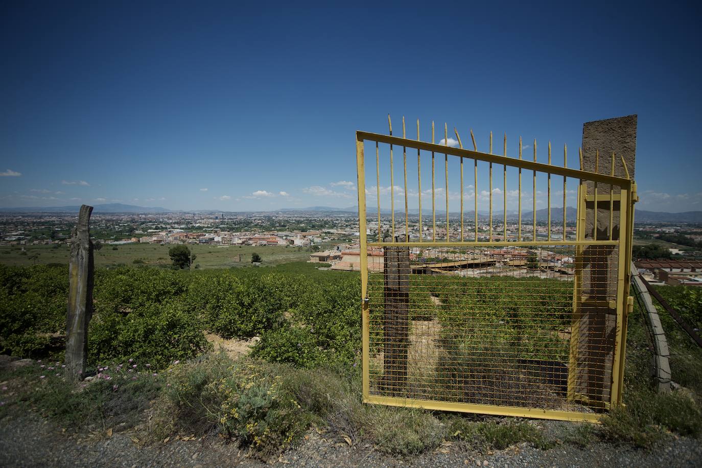 Fotos: El limón atraviesa otro &#039;ciclo dorado&#039;