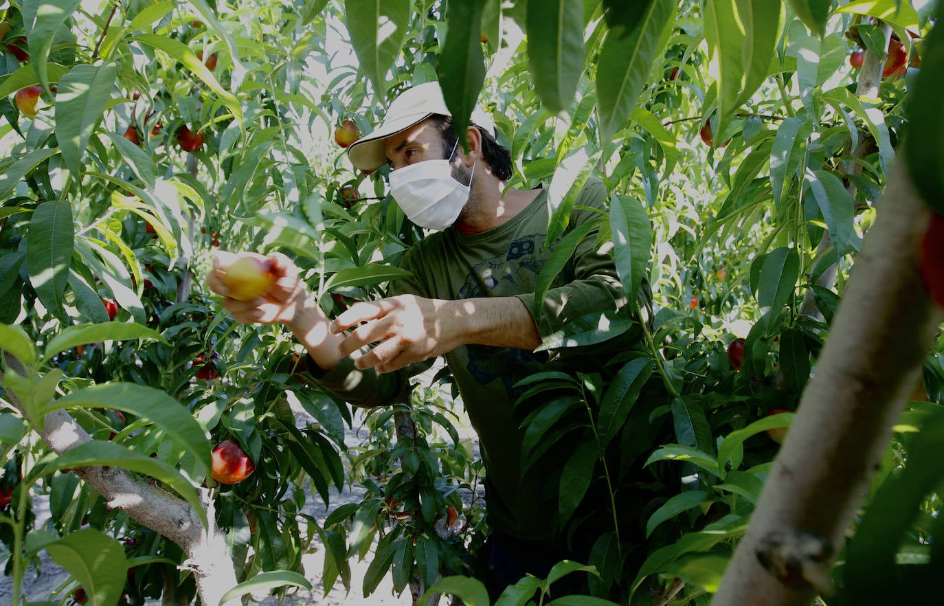 Fotos: Medidas de seguridad de Frutas Torero, de Abarán