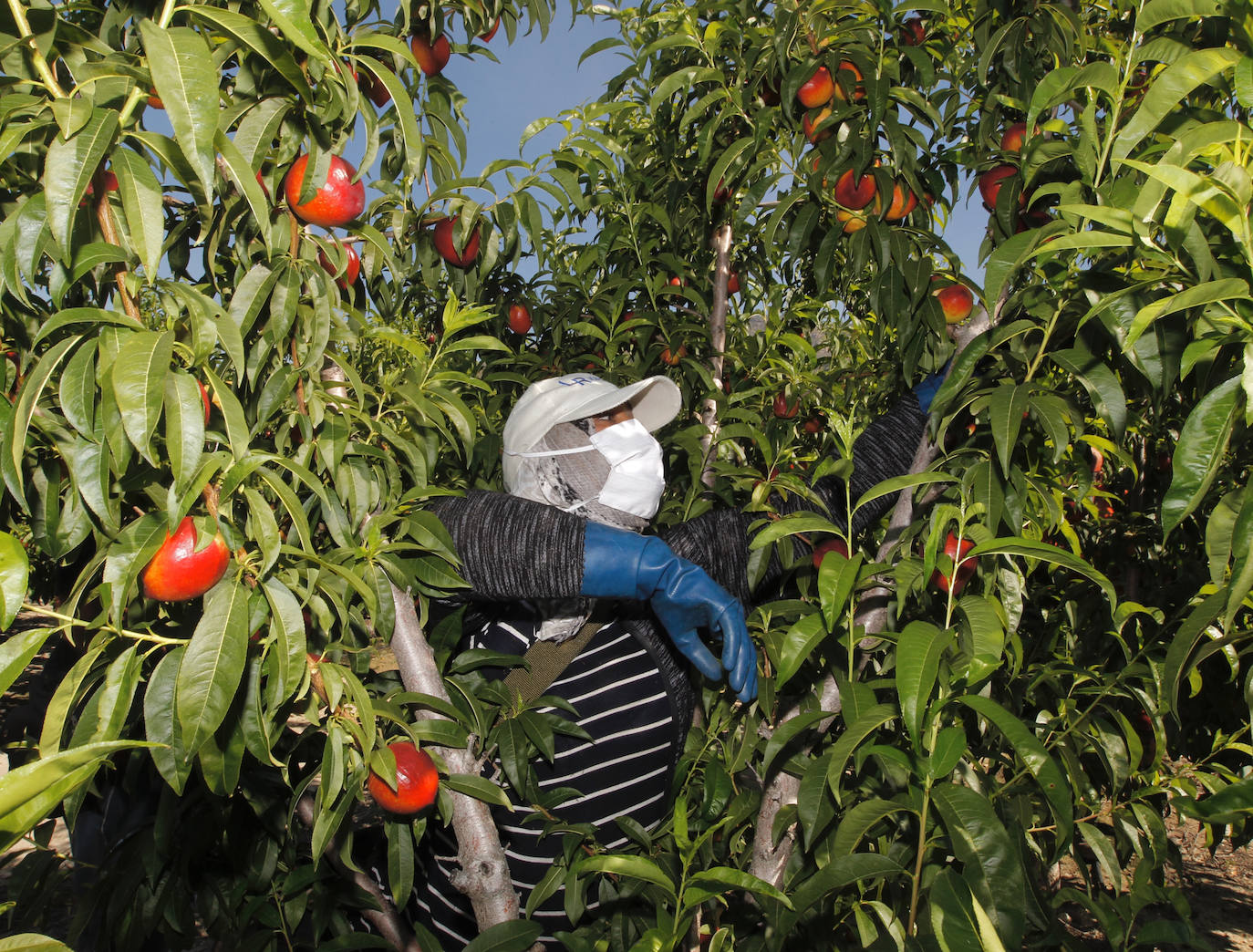 Fotos: Medidas de seguridad de Frutas Torero, de Abarán