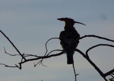 Imagen secundaria 1 - Distinta fauna fotografiada en el Cabezo Ventura, como una abubilla y un cernícalo.