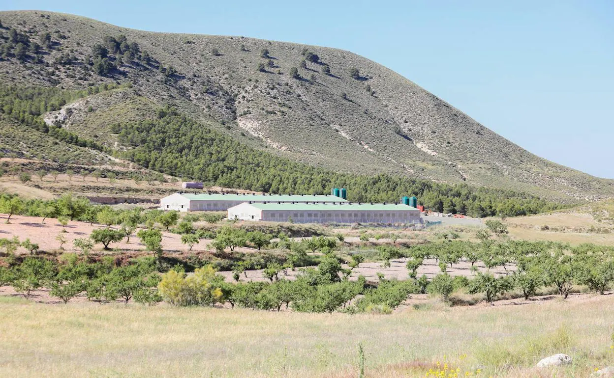 Explotación de ganado porcino precintada por el Ayuntamiento de Lorca en Doña Inés, al pie de Cerro Tornajo.