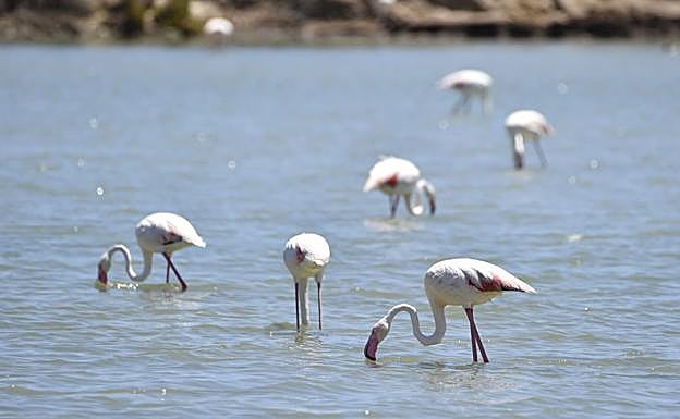Flamencos en las salinas de San Pedro del Pinatar. 