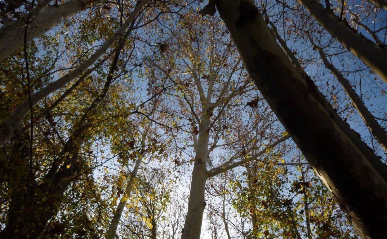 Ejemplares de árboles de la Huerta de Murcia.