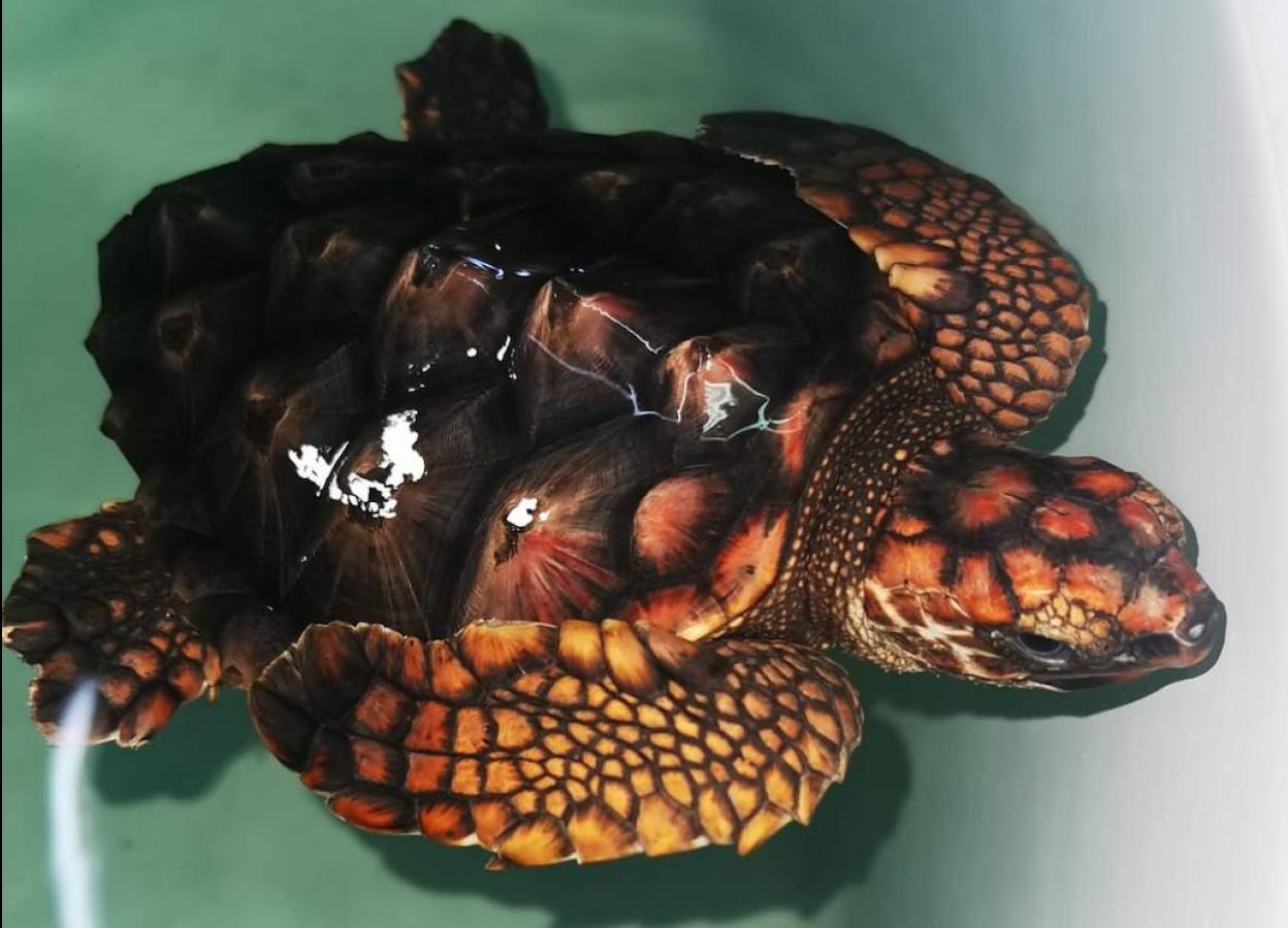 Una de las tortugas bobas del nido de Calblanque, en un tanque del Imida en San Pedro del Pinatar.