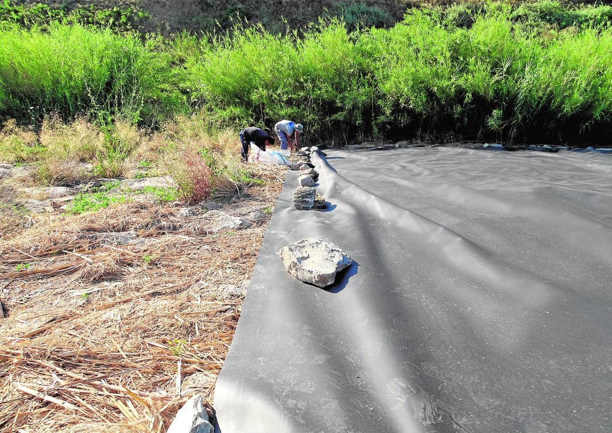 Colocación de láminas de polietileno sobre las cañas para conseguir eliminarlas con el efecto combinado de anoxia, oscuridad y calor. 