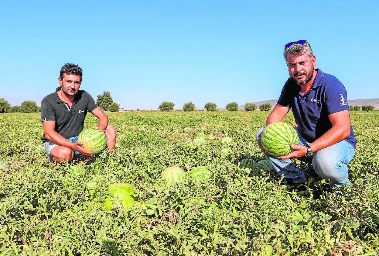 Los agricultores José Ruiz (i) y José María Martínez en el campo de sandías del primero, ayer. 