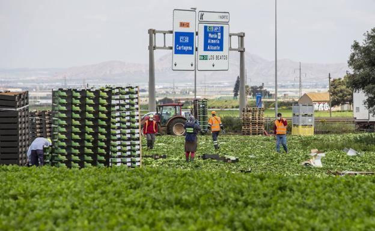 Trabajadores agrícolas en el campo de Cartagena, en una imagen de archivo.