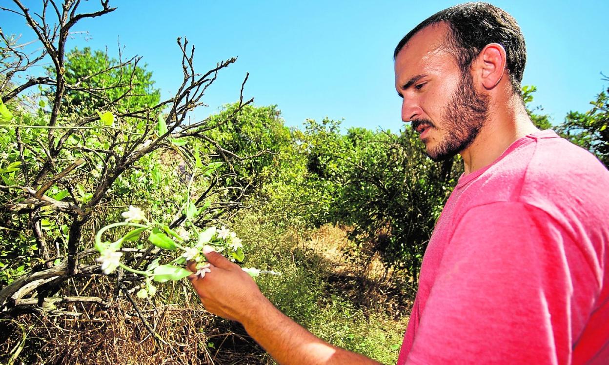 Serafín Moreno muestra un ejemplar de 'planta cruel' en un huerto de Beniaján. 