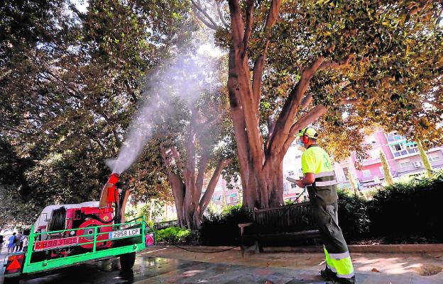 Un operario de Parques y Jardines dirige el cañón de agua hacia uno de los ficus. 