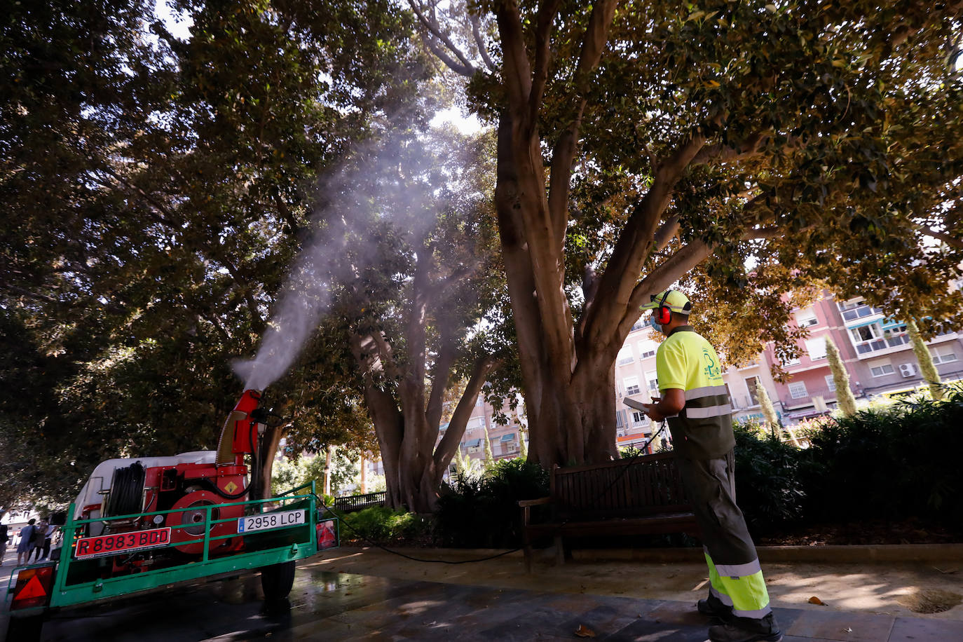 Fotos: ‘Duchas’ a los ficus para evitar la caída de ramas por el calor