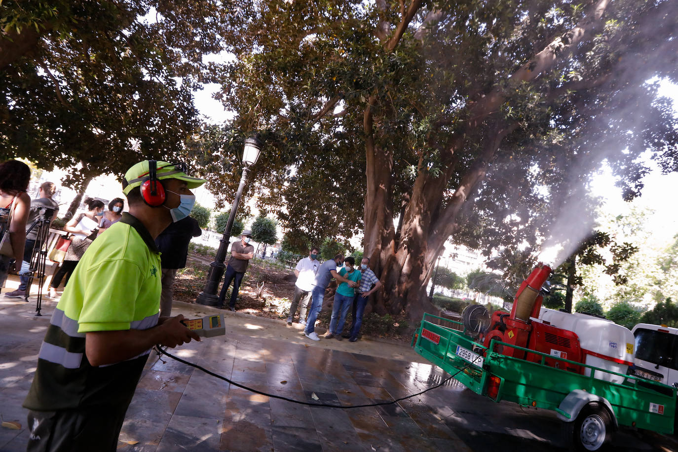 Fotos: ‘Duchas’ a los ficus para evitar la caída de ramas por el calor