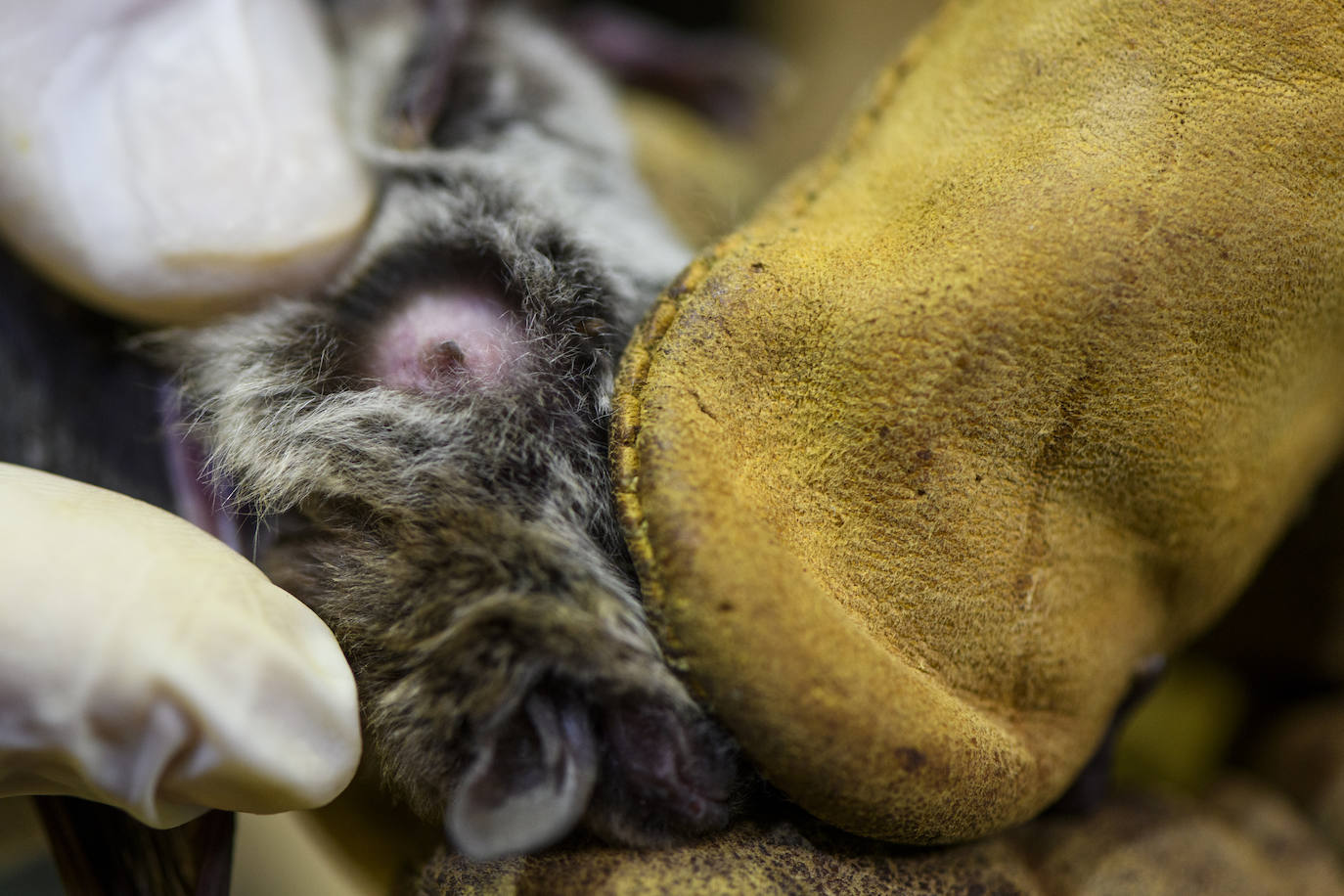 Fotos: La vida secreta del murciélago ratonero patudo